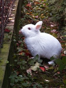 Keeping rabbits out with fences