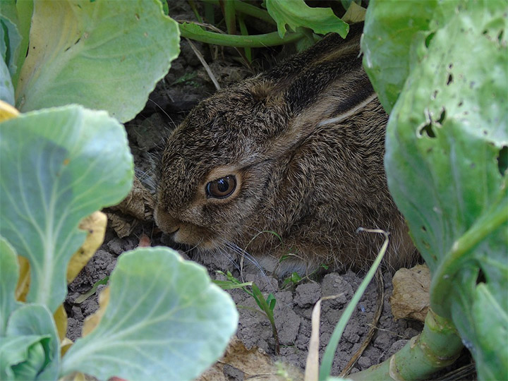 How to Keep Rabbits Out of Your Garden