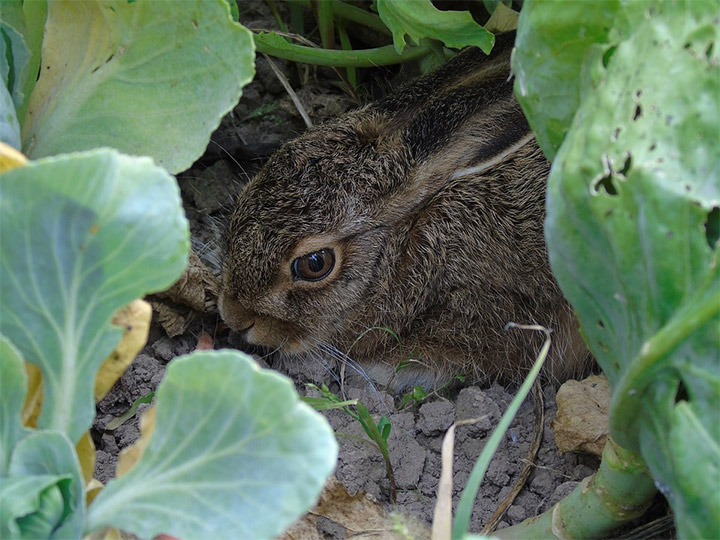 Rabbit in your garden