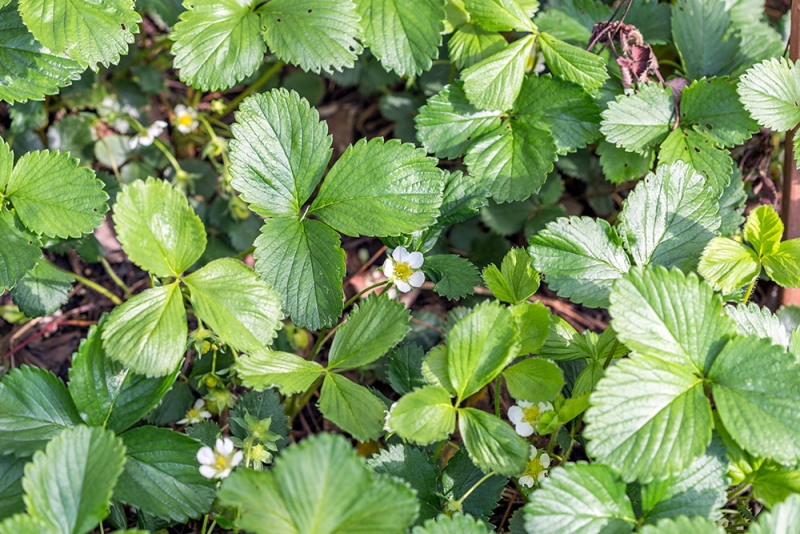 Strawberry plants