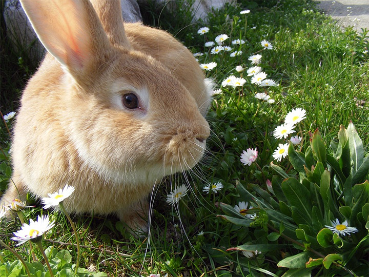 Ways to keep rabbits out of your garden