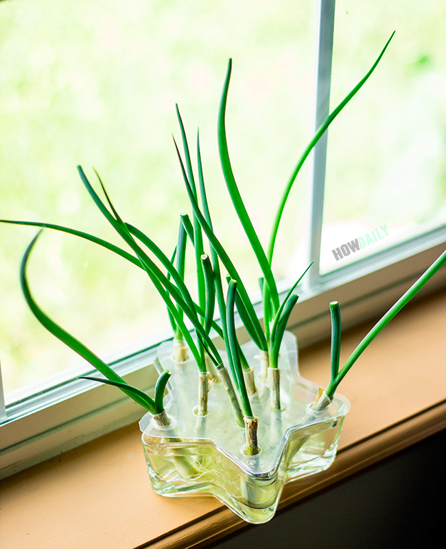 Green onions after 14-days