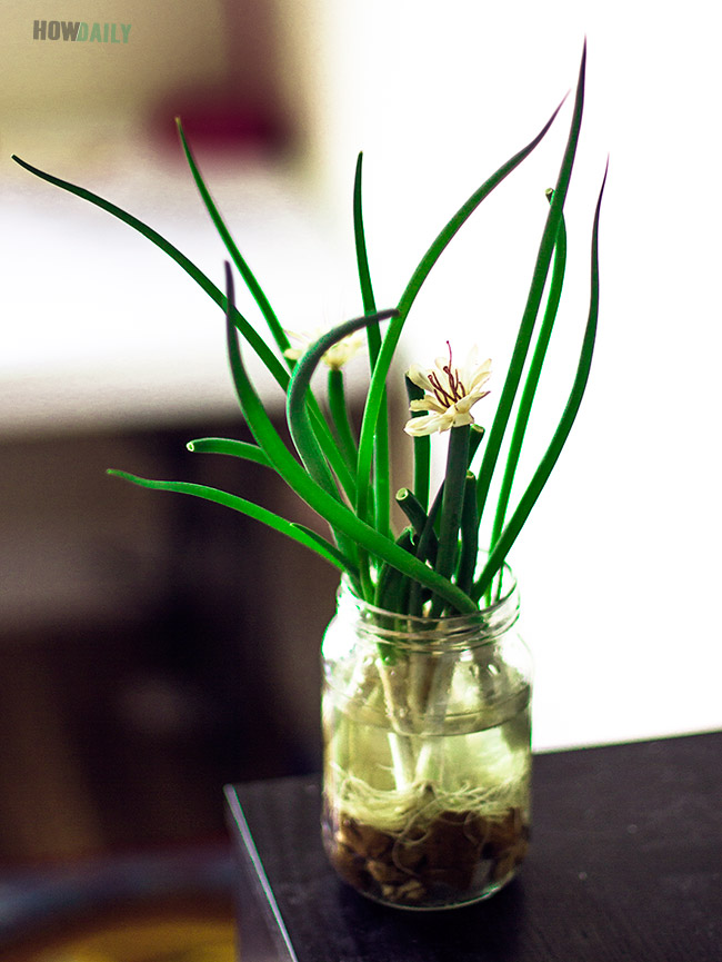 Planting green onions in a cup