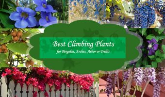 Best climbing plants