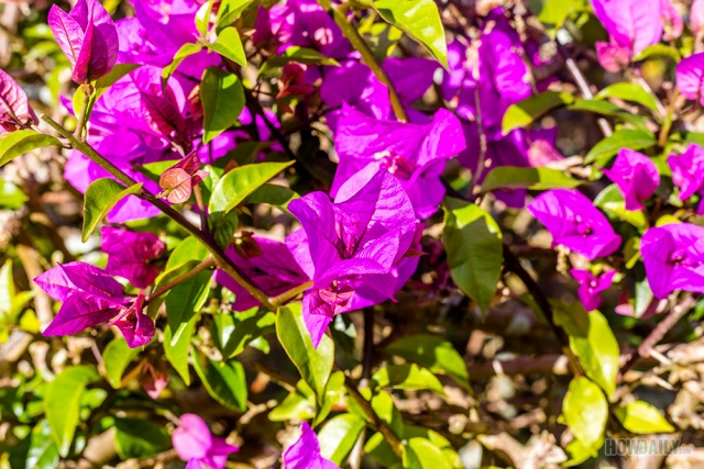 Bougainvillea plant