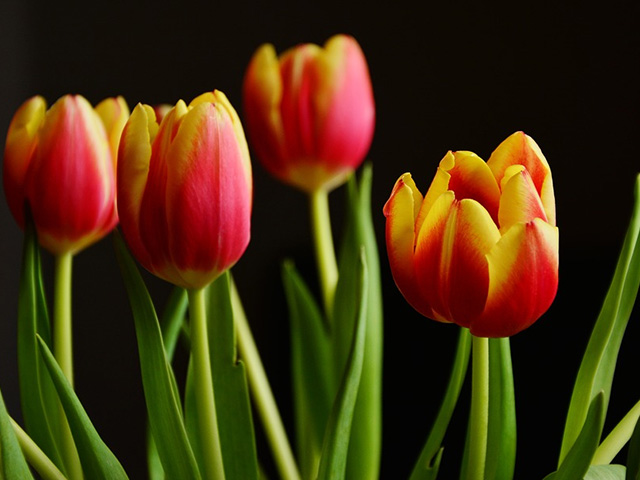 Darwin Hybrid tulips