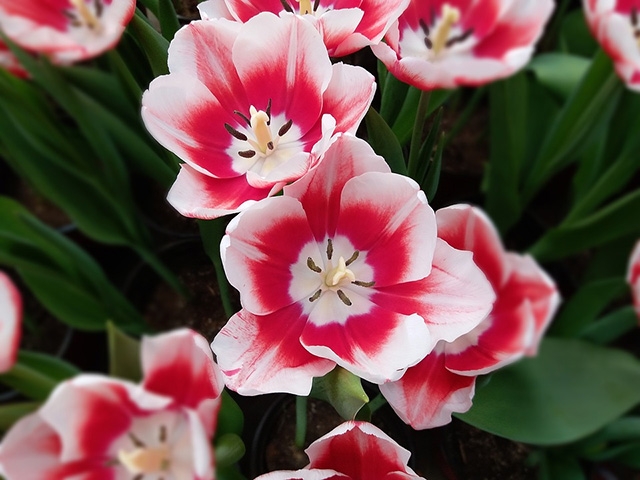 Fosteriana tulips