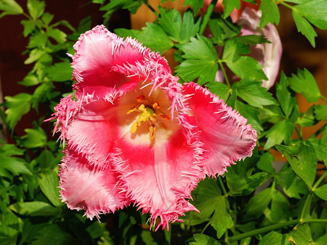 Fringed tulips