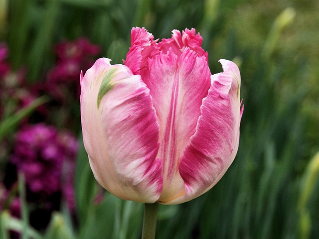 Parrot tulip