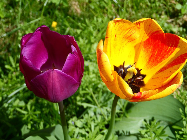 Single tulips
