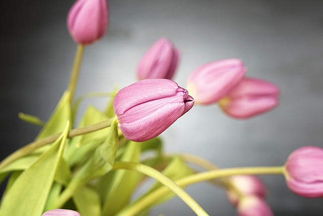 Standard tulips