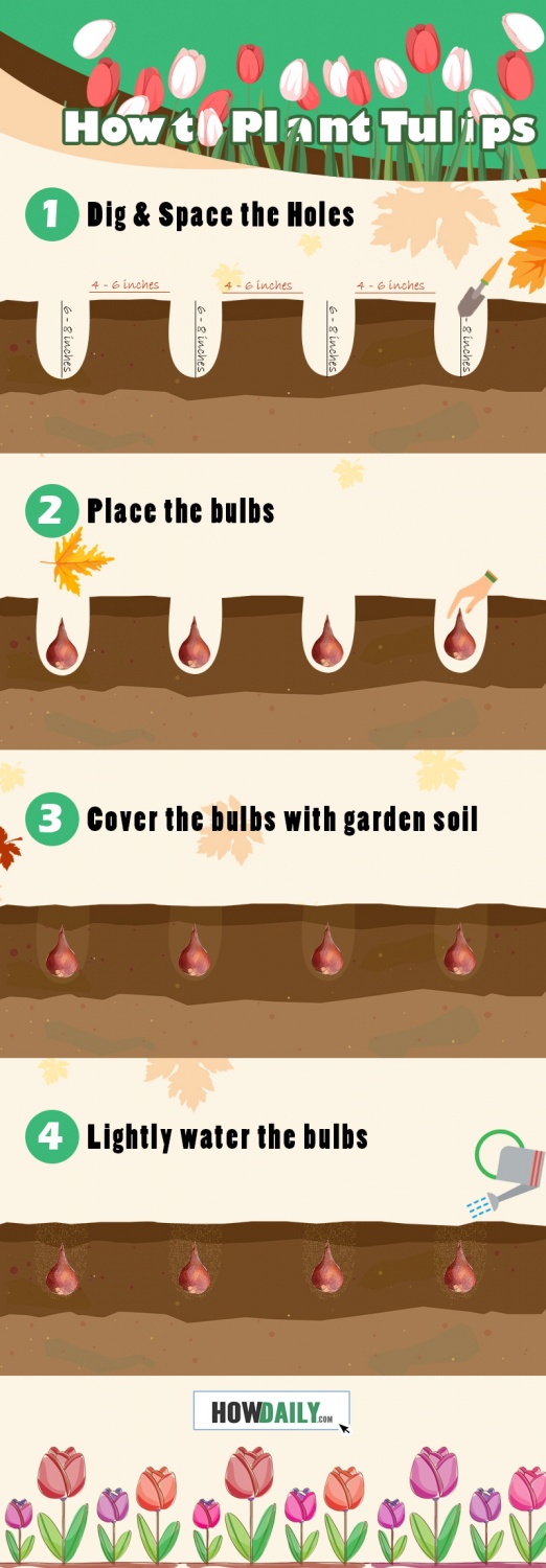 How to Plant Tulips Timing, Growing, Caring, Storing for Tulip Varieties