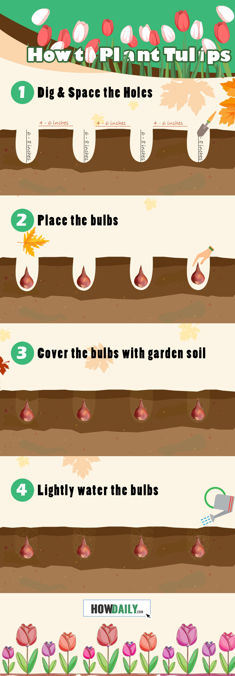 infographic for planting tulip bulbs