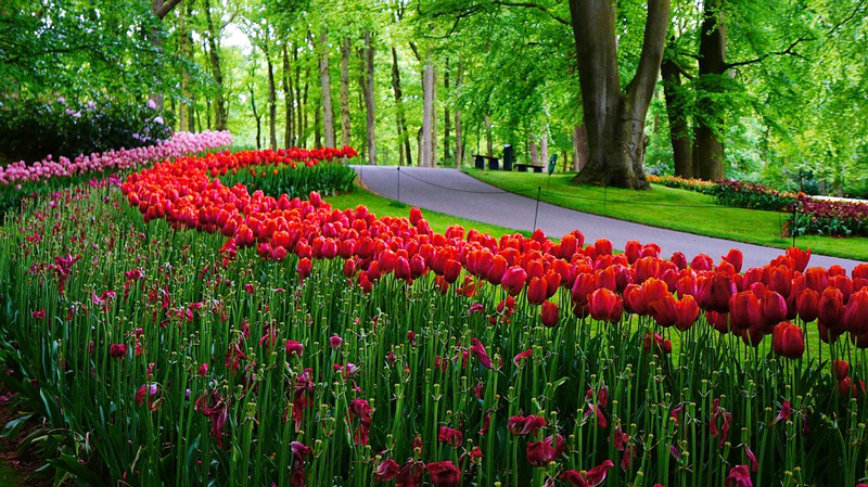 Tulip rows