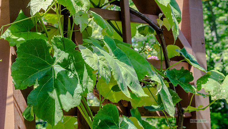 Grape leaves