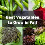 Best Vegetables to Grow in Fall
