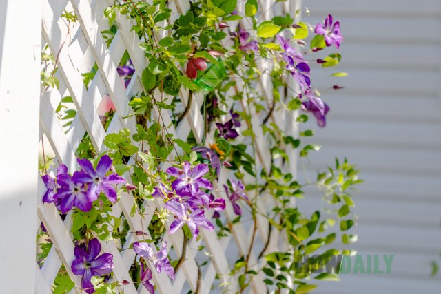 Clematis Vine