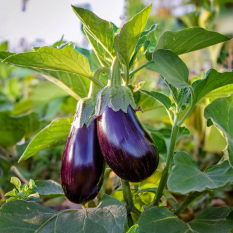 Eggplant 