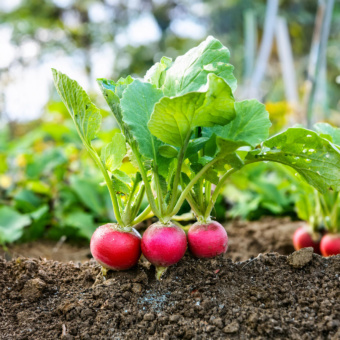 Radishes 