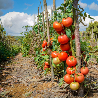 Tomatoes 