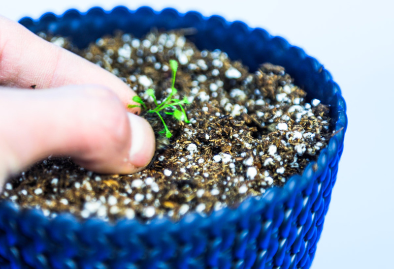 Potting the Plants