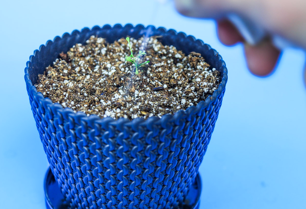 How to Make the Perfect Soil Mix for Carnivorous Plants