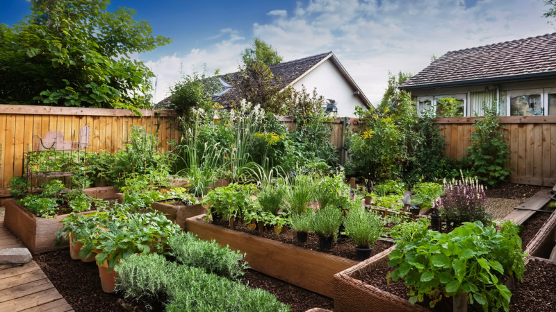 Growing herbs in garden beds