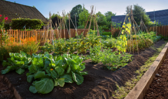 Vegetable garden