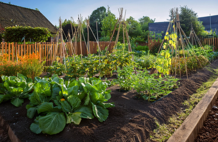 Vegetable garden