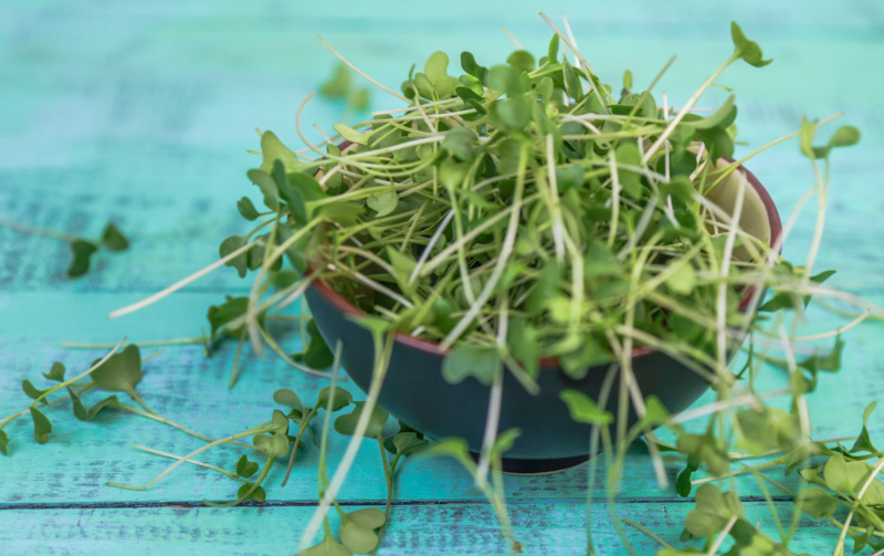 Fresh microgreen salads