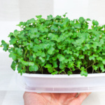 Microgreens growing