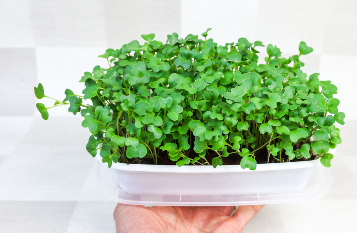 Microgreens growing