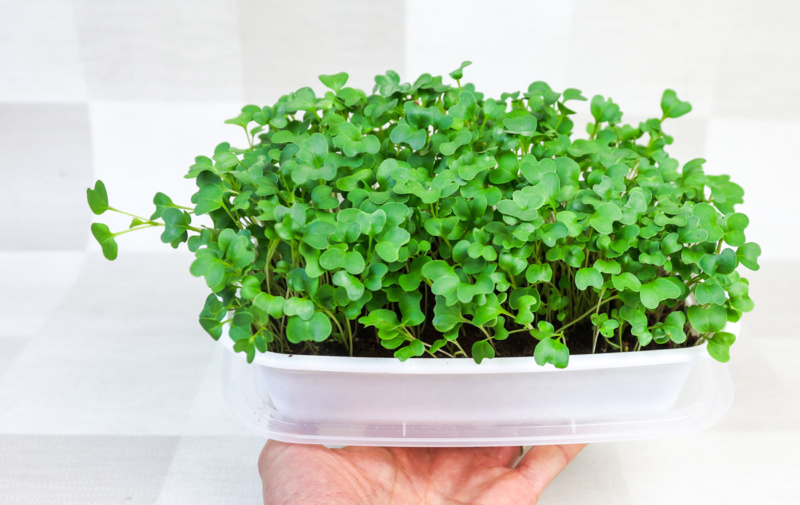 Grow Microgreens Using a Disposable Food Container