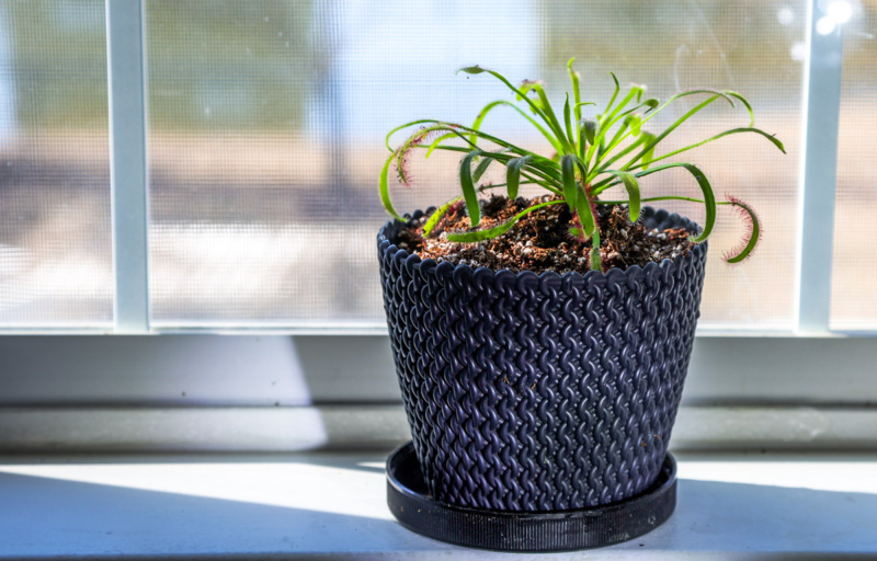 Sundew Plant