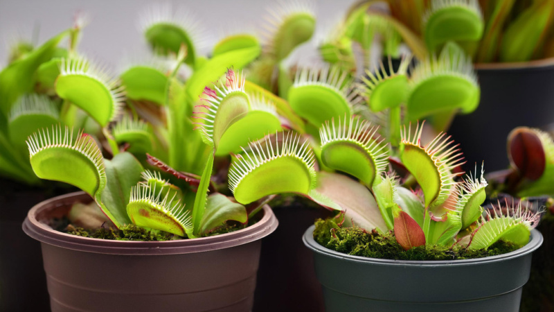 Venus Flytraps